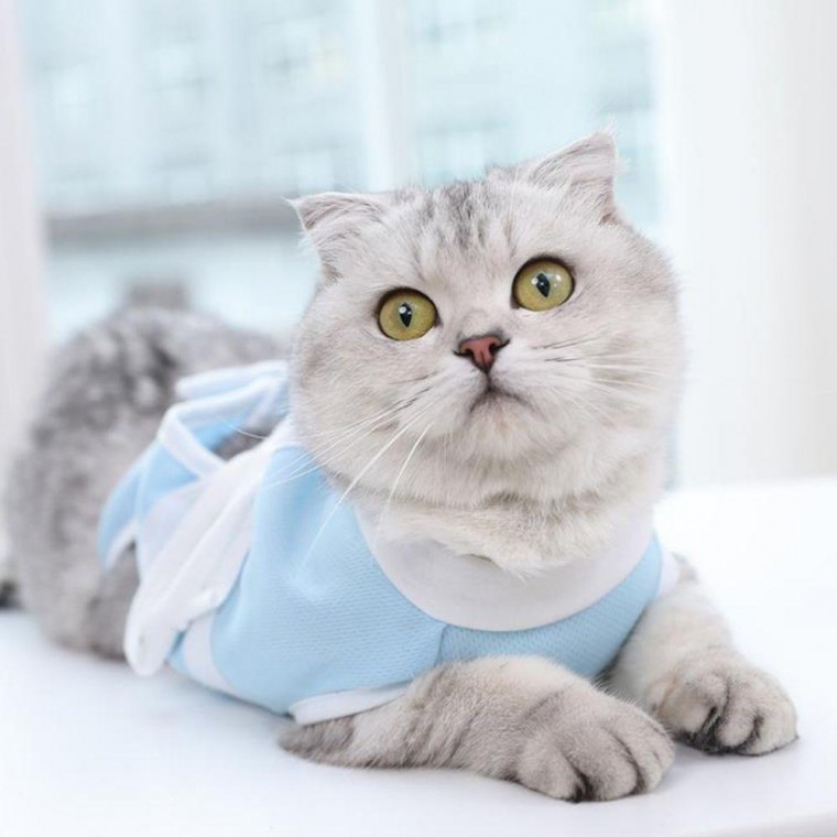 반려동물 수술 중성화옷 고양이 수술복