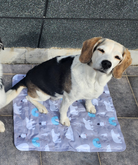 강아지 고양이 방수원단 쿨매트 쿨방석 아이스 얼음 패드 매트 여름 나기