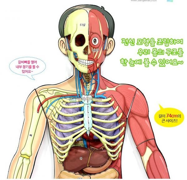 과학키트 인체의 신비 인체전신 입체모형(5인 세트) 과학의날