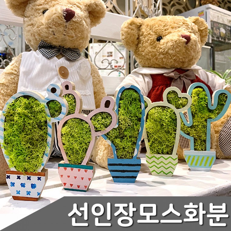 선인장 모스화분 만들기 5인 1세트 모스화분 선인장 선인장화분 모스 화분만들기