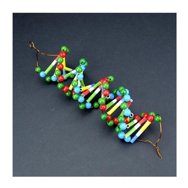 DNA 모형 20쌍 5명 세트