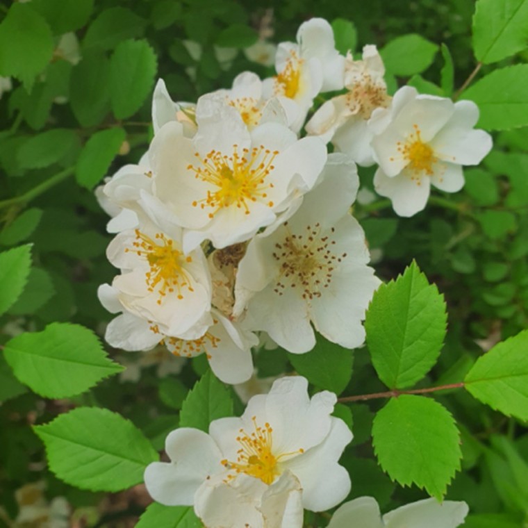 [나무씨앗] 민찔레 가시없는 찔레 Rosa banksiae 200립 (강한 향기)