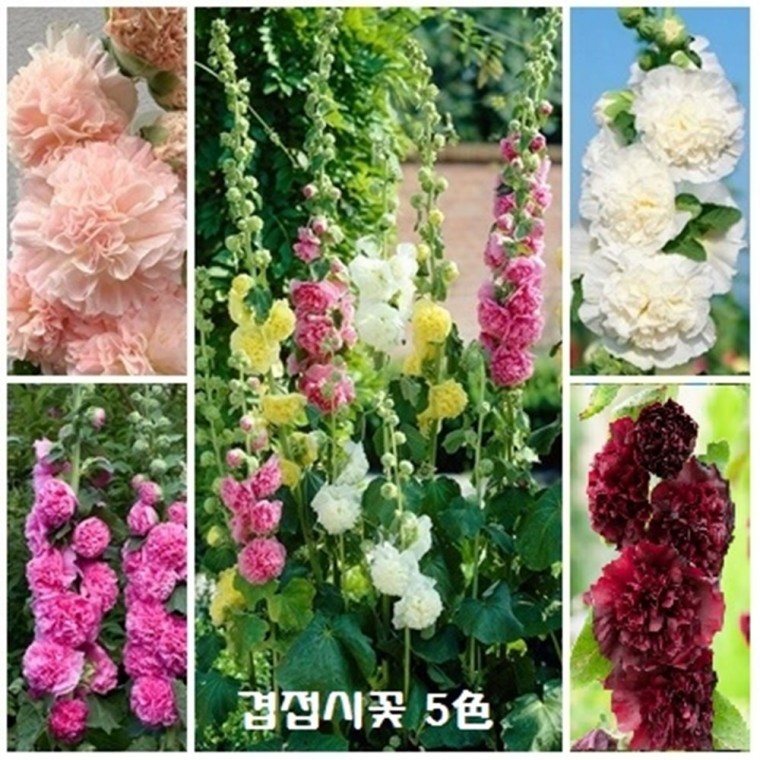 [꽃씨묶음] 겹접시꽃 Alcea rosea 5色 세트 (살구 흰색 분홍 흑자주 혼합색)