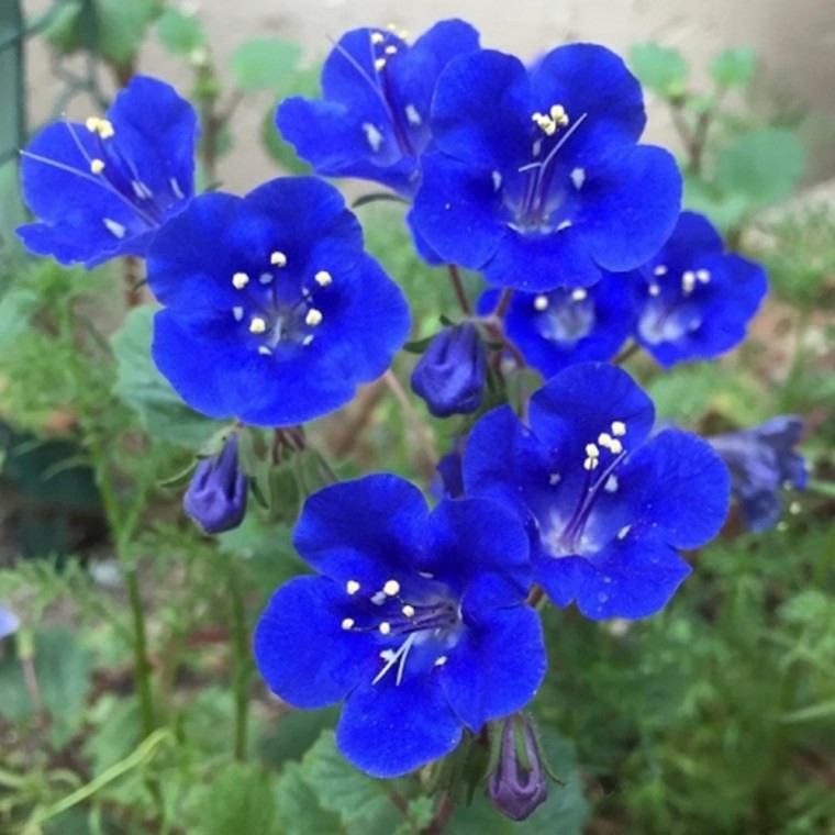 [꽃씨] 캘리포니아블루벨 Phacelia campanularia 1000립