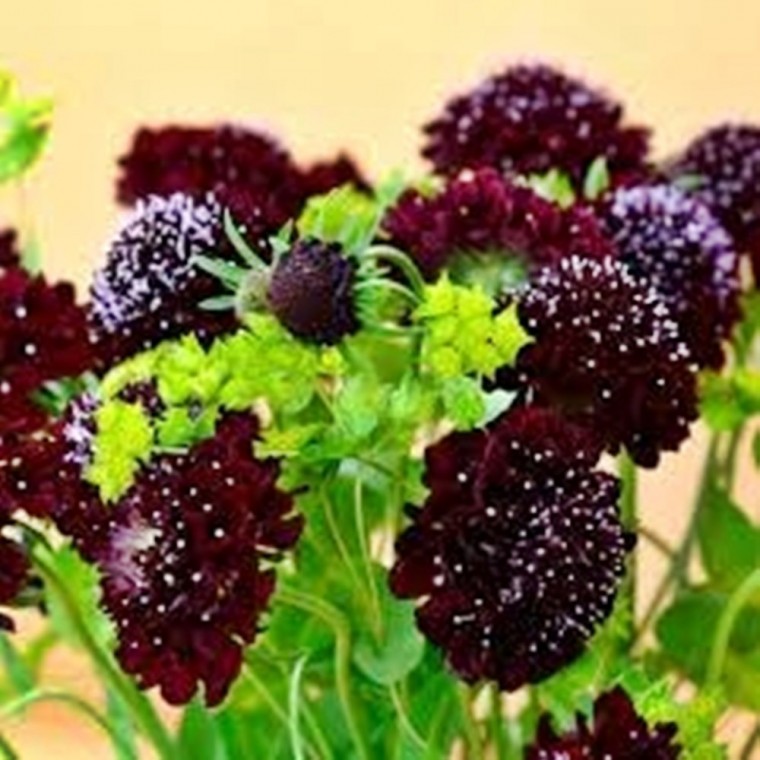 [꽃씨] 솔체꽃 스카비오사 더블퍼플 Scabiosa Double Purple 400립