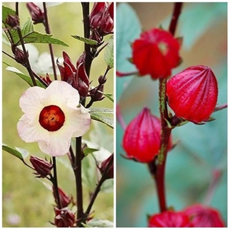 [허브씨앗] 히비스커스 로젤 Hibiscus sabdariffa Roselle 200립 (열매 약용 고급 아로마 꽃차 재료)