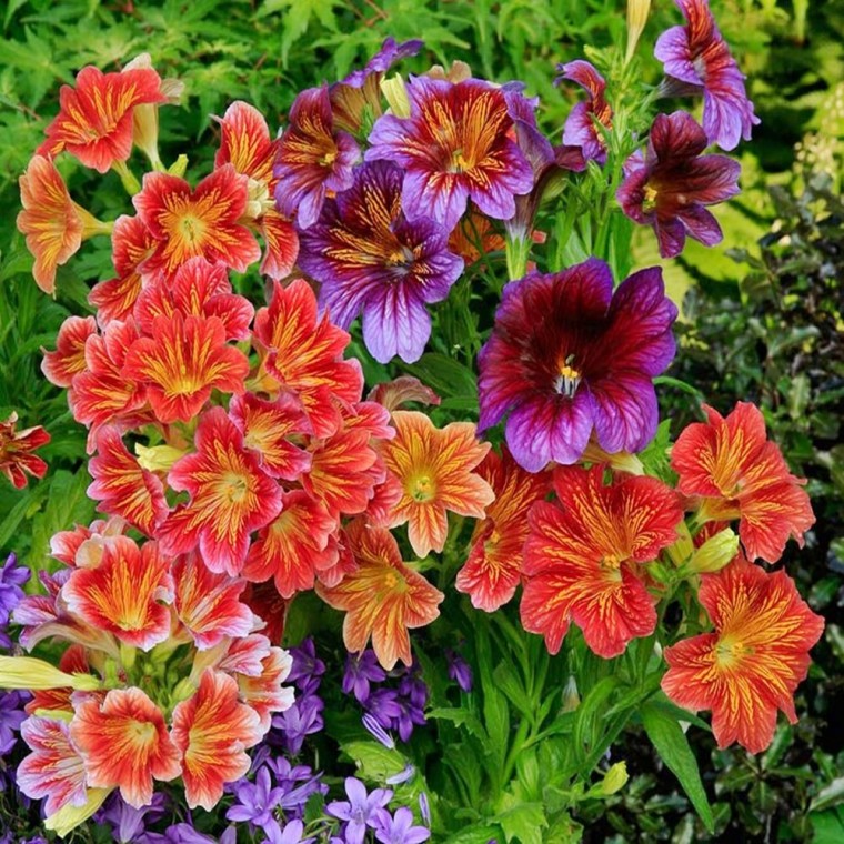 [꽃씨] 벨벳트럼펫 살피글로시스 혼합색 Salpiglossis sinuata 1000립