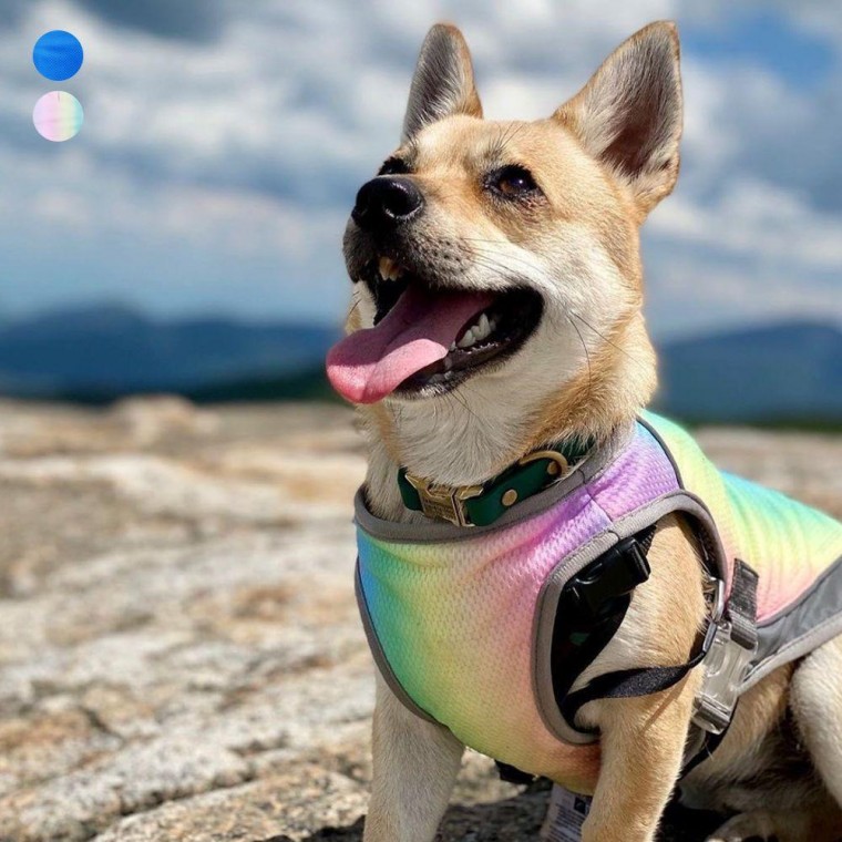 반려동물 쿨링베스트 조끼 강아지 댕댕이 산책