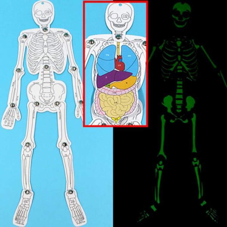 야광 인체골격과 장기모형(5인세트)