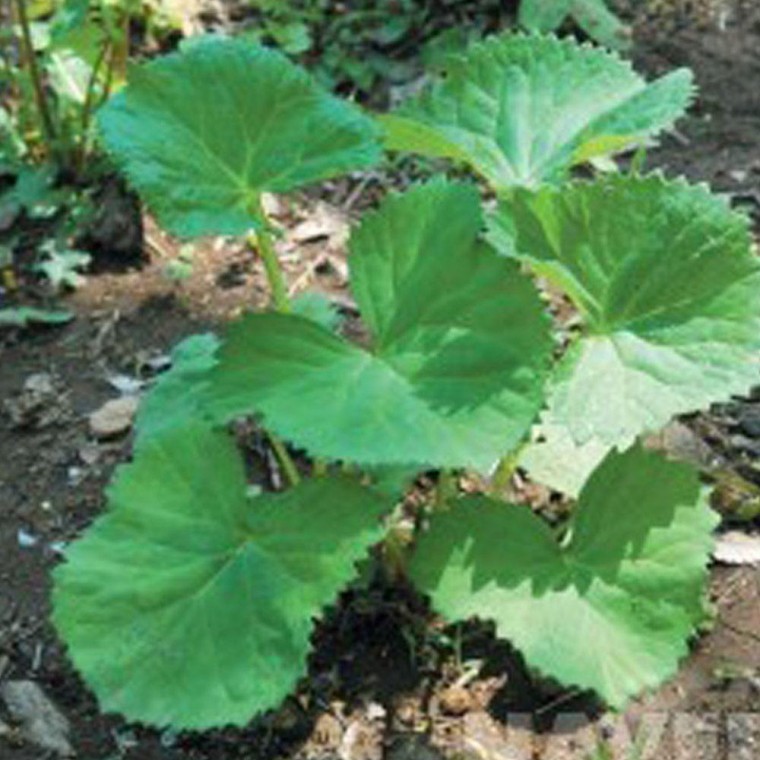 나물 품종 씨앗 가을 150g 봄 곰취 종자 산나물