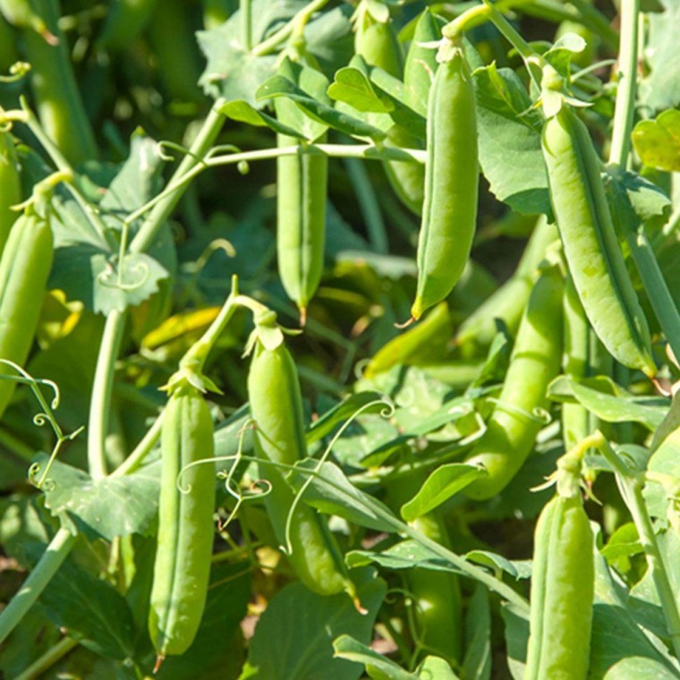 밥 약콩 씨앗 껍질 품종 500g 완두 채소 콩 풋 종자