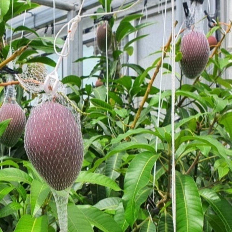 망고망 망고 망 과일 채소망 100장 묶음 40cm 사과망 보자기